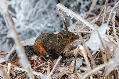免费大逃杀游戏《吸血鬼：避世血族-血猎》今日开启抢先体验